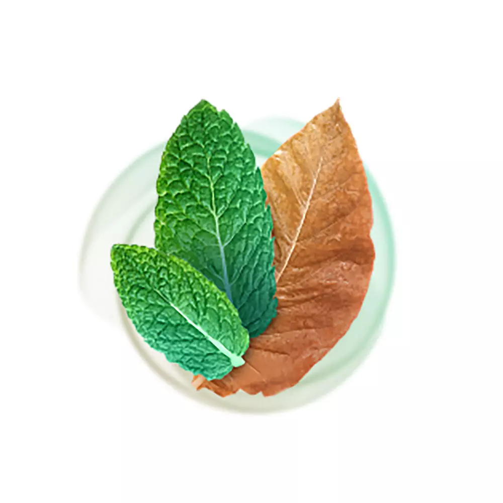 Kent Sticks - Mint Aroma (10 packs)